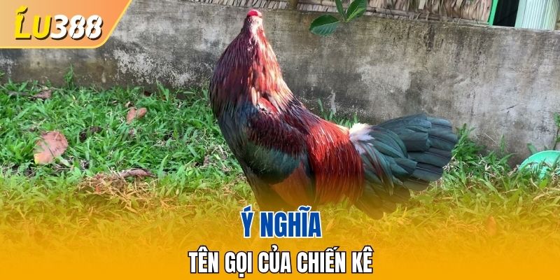 Giới thiệu về khái niệm tên gọi