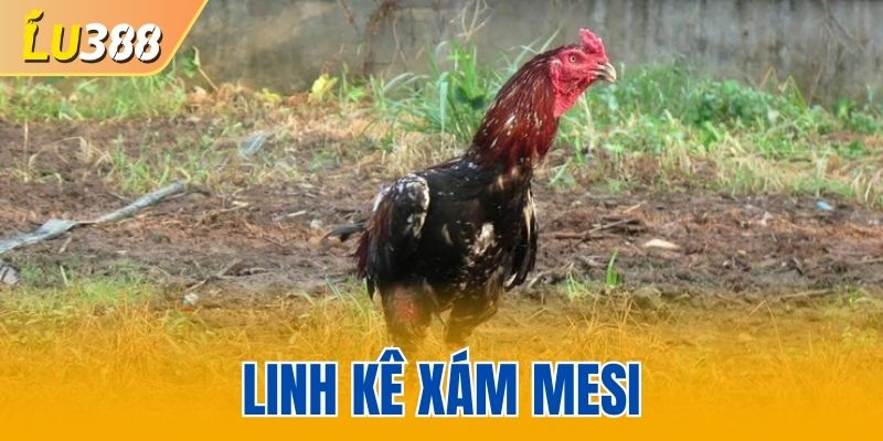 Linh Kê Xám Mesi - Biểu Tượng Bất Bại Trong Giới Sư Kê