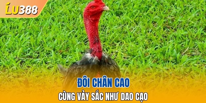 Đôi chân cao cùng vảy sắc như dao cạo