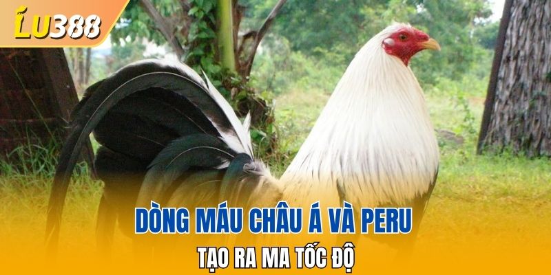 Dòng máu Châu Á và Peru tạo ra Ma Tốc Độ