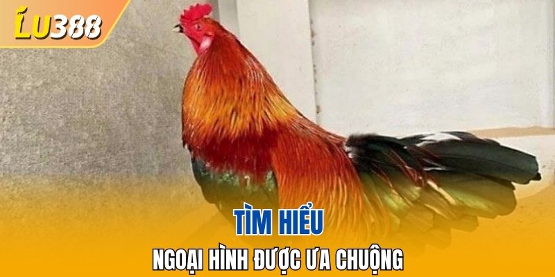 Ngoại hình phổ biến của chiến kê