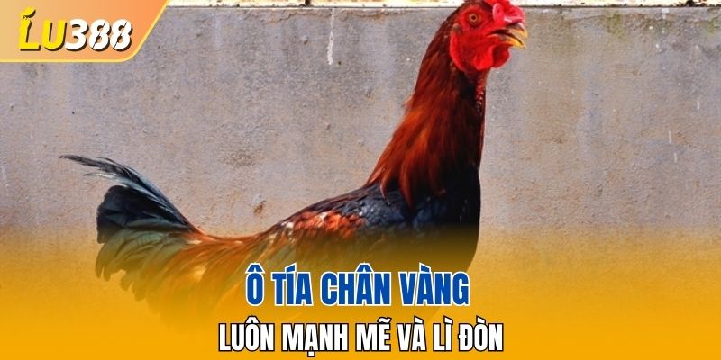 Ô tía chân vàng luôn mạnh mẽ và lì đòn