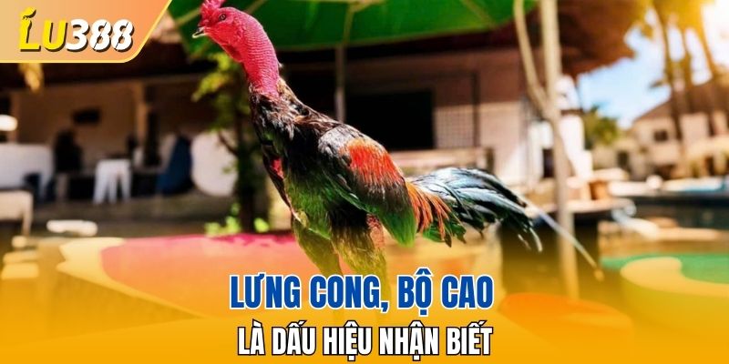 Lưng cong, bộ cao là dấu hiệu nhận biết