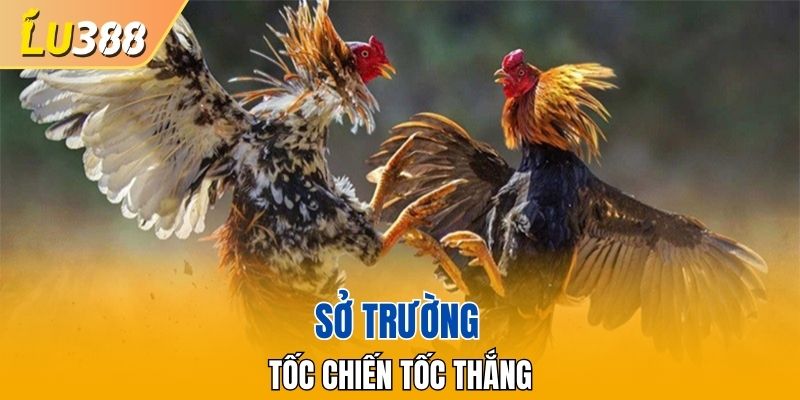 Sở trường tốc chiến tốc thắng