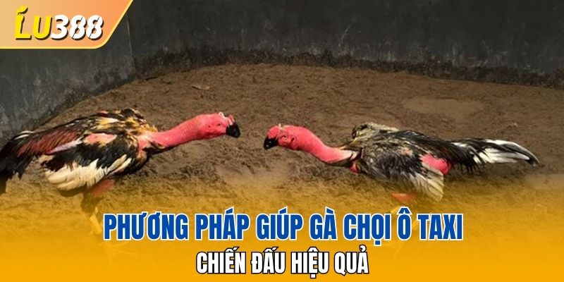 Phương pháp giúp Gà chọi Ô Taxi chiến đấu hiệu quả