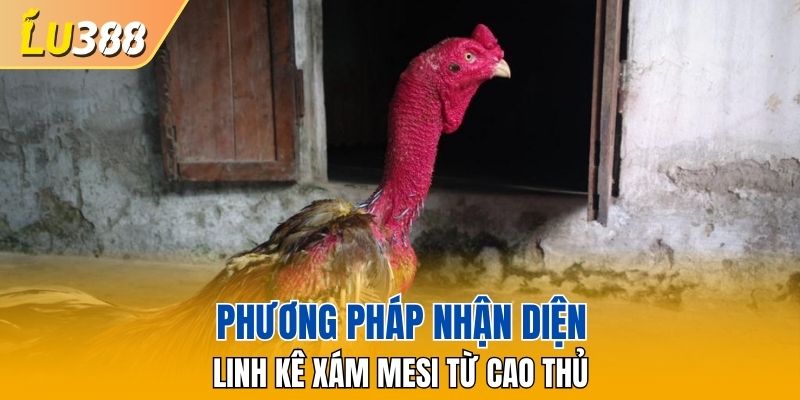 Phương pháp nhận diện Linh kê Xám Mesi từ cao thủ