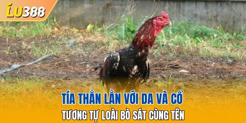 Tía Thằn Lằn với da và cổ tương tự loài bò sát cùng tên