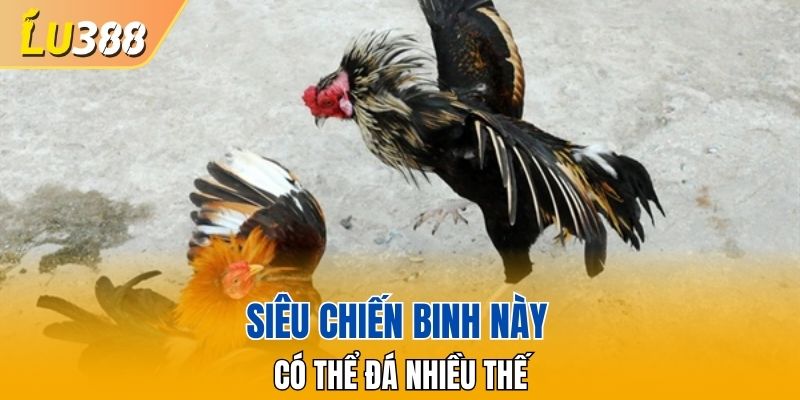Siêu chiến binh này có thể đá nhiều thế